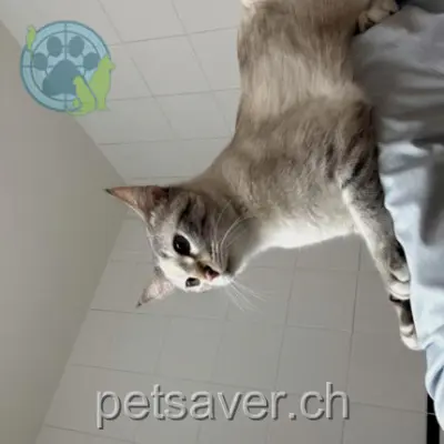 chatte lost  Chemin Kermely 1206 Geneva Pearl