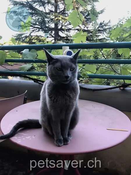 chatte lost 3 Chemin des Vignes 1212 Grand-Lancy Heidi