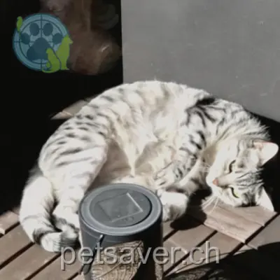 chatte lost 65a Chemin du Gué 1212 Grand-Lancy Tisha