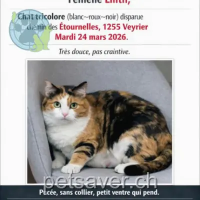 chatte lost 10 Chemin des Etournelles 1255 Vessy Lilith