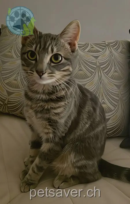 chatte lost 17 Chemin Taverney 1218 Le Grand-Saconnex Mourka