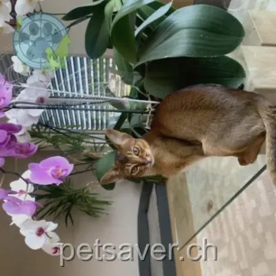 chatte lost  Route des Champs-de-Jus 1243 Presinge Nala