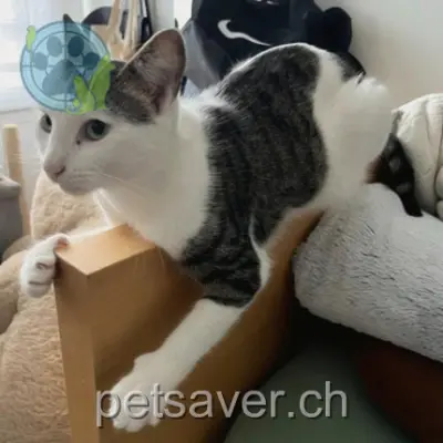 chatte lost 38a Chemin Edmond-Rochat 1217 Meyrin Neko