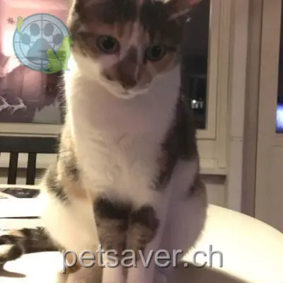 chatte lost 60 Avenue de Crozet 1220 Vernier Nezuko