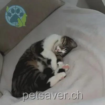 chatte lost  Rue de la Prulay 1217 Meyrin Ninoucha