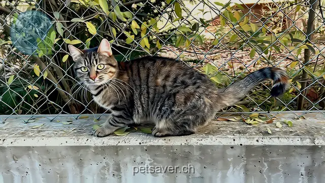 chatte lost 32 Route de Gy 1252 Meinier Plume