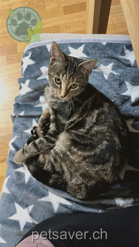 chatte lost 2 Linth-Escherstrasse 8865 Bilten Nala