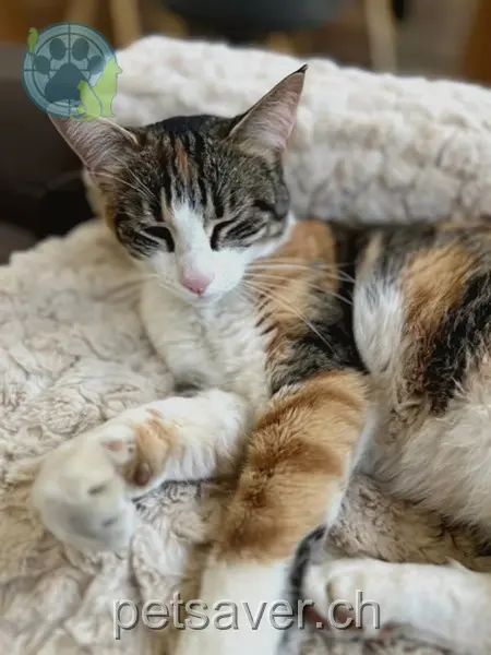 chatte lost 2 Denter Tumas 7013 Domat/Ems Raya