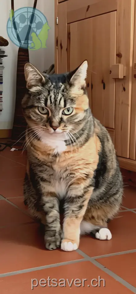 chatte lost 3 Rüfegasse 7208 Malans Chica