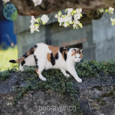 chatte lost 7 Quaderstrasse 7205 Zizers Herr