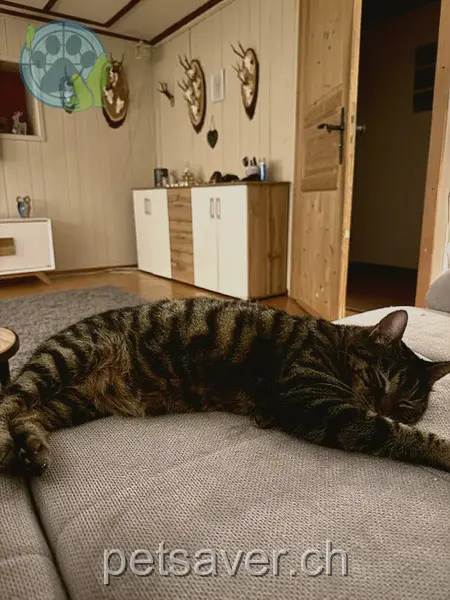 chatte lost 7a Strässli 7203 Says Hexli