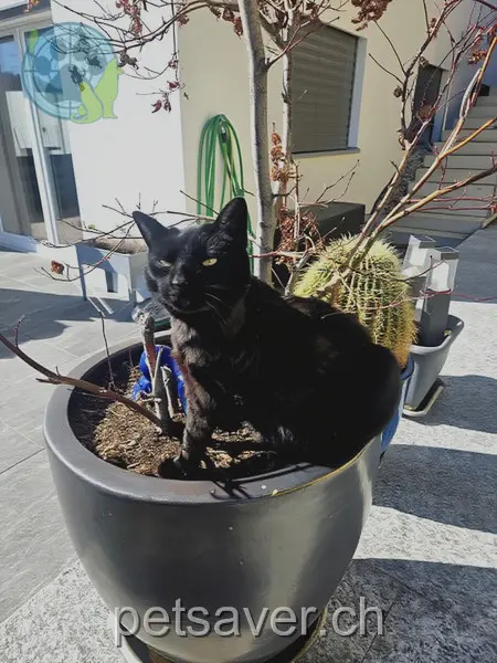 chatte lost 18 Islastrasse 7303 Mastrils Siri