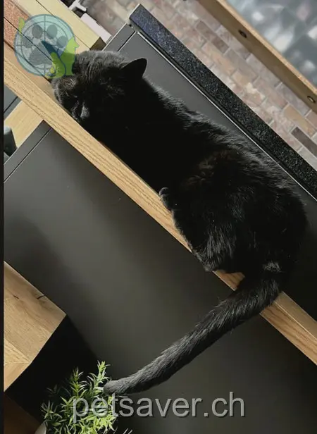 chatte lost 171 Rheinstrasse 7000 Haldenstein Lola