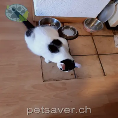 chatte lost 26 Strahlegg 7235 Fideris Frieda