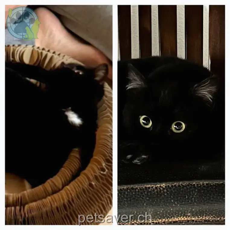 chatte lost 10 Obere Dalvazzastrasse 7240 Pany Kali