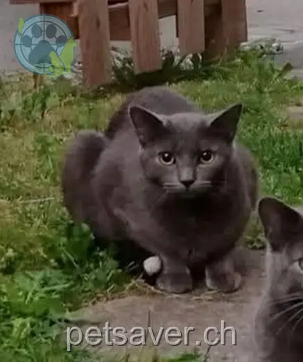 chatte lost 14 Landstrass 7214 Fanas Ruby