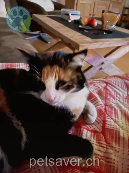 chatte lost 3 Husmatta 7430 Rongellen Luana