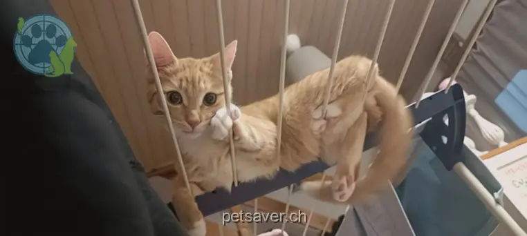 chatte lost     Hope