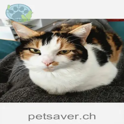 chatte lost 1a Rue de la Gravière 2822 Courroux Cahuète