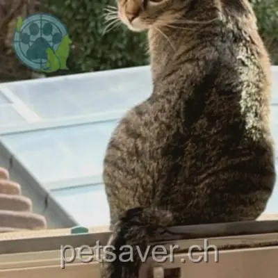 chatte lost 5 Rue des Jardins 2854 Haute-Sorne Everest