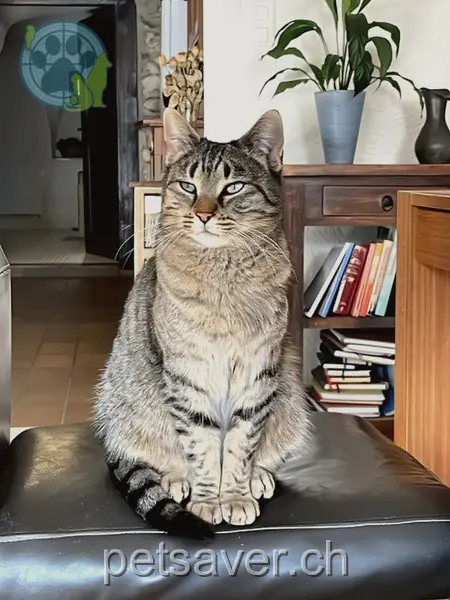 chatte lost 22 Route de Recolaine 2824 Val Terbi Laska