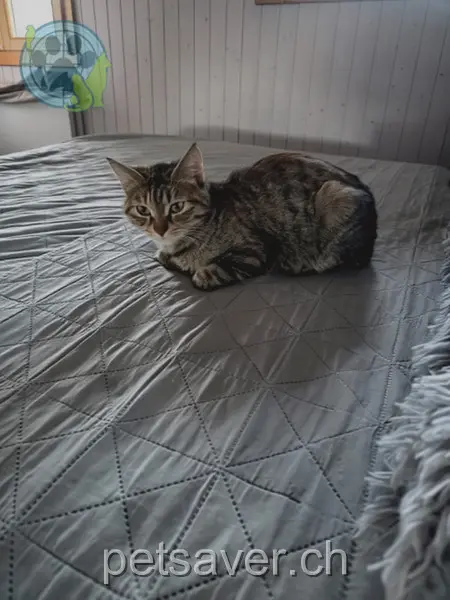 chatte lost 5 Bodenmatt 6162 Entlebuch Bluey