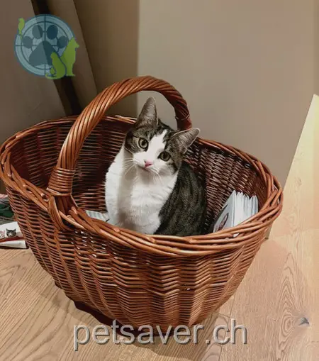 chatte lost 6 Haldenmatte 6284 Gelfingen Lilly