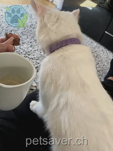 chatte lost 6a Kreuzstrasse 6106 Werthenstein Lilly