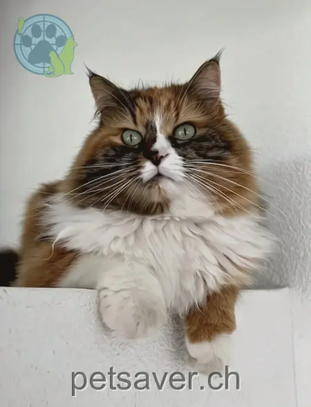 chatte lost 5 Trestenberghalde 6285 Gelfingen Lily