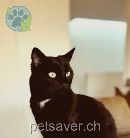 chatte lost 12 Grünfeldweg 6208 Oberkirch Lou