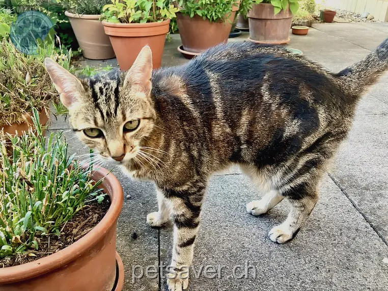 chatte lost 5 Hinterbramberg 6004 Lucerne Gina