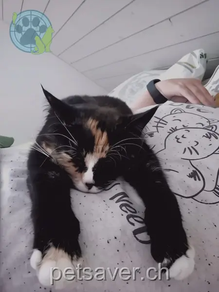 chatte lost 2  6014 Lucerne Saphira