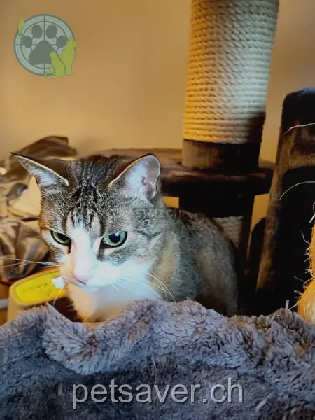 chatte lost 18 Gasshofstrasse 6014 Littauerboden Scarlette