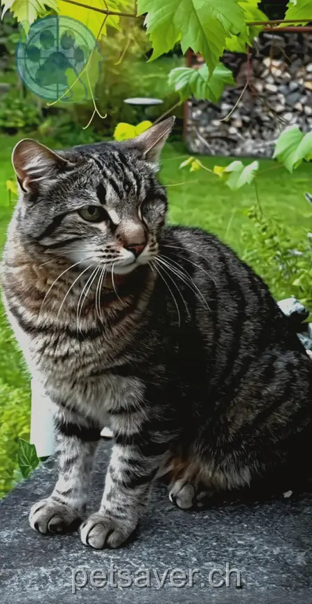 chatte lost 37 Hünenbergstrasse 6006 Lucerne Stella