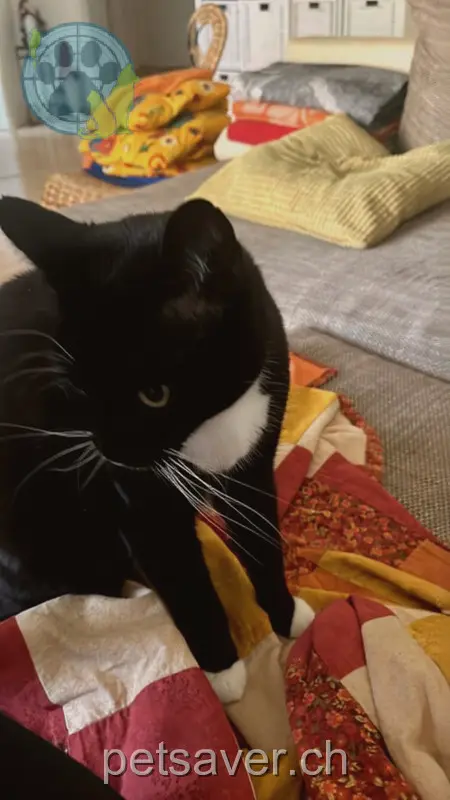 chatte lost 3b Martinshöhe 6204 Sempach Luna