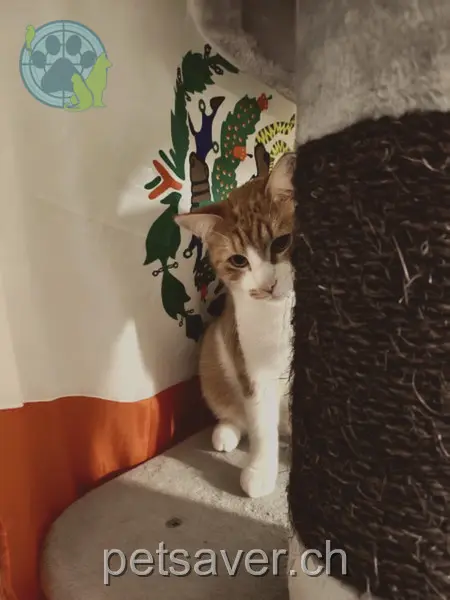 chatte lost  Husmattstrasse 6277 Lieli LU Manderin