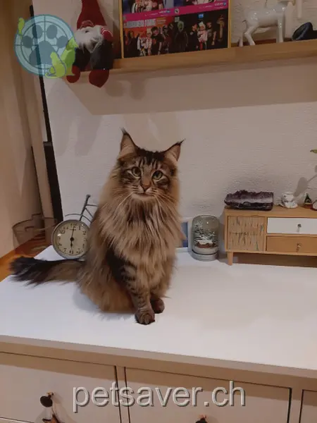 chatte lost 14c Ennigenstrasse 6102 Malters Mausi