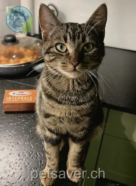 chatte lost 15 Reuss-Strasse 6038 Gisikon Mia