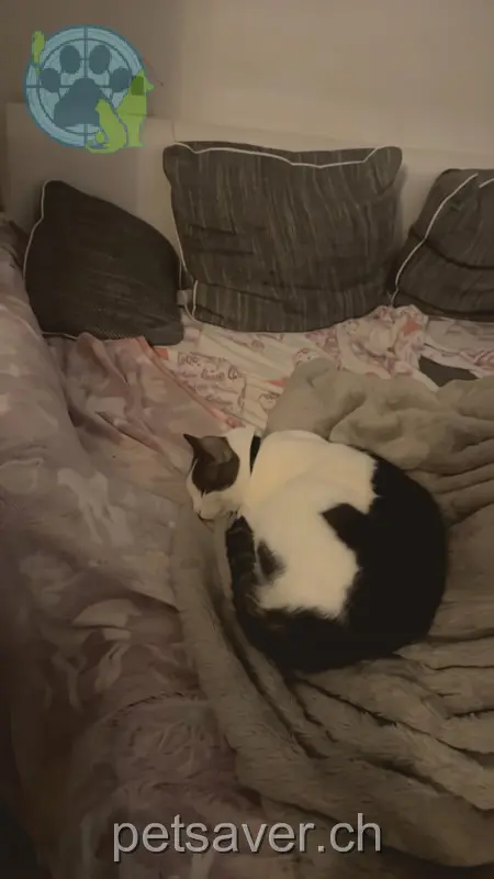 chatte lost 51 Kirchfeldstrasse 6032 Emmen-Dorf Minnie