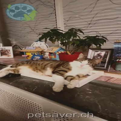 chatte lost 23 Kantonsstrasse 6232 Geuensee Mizi