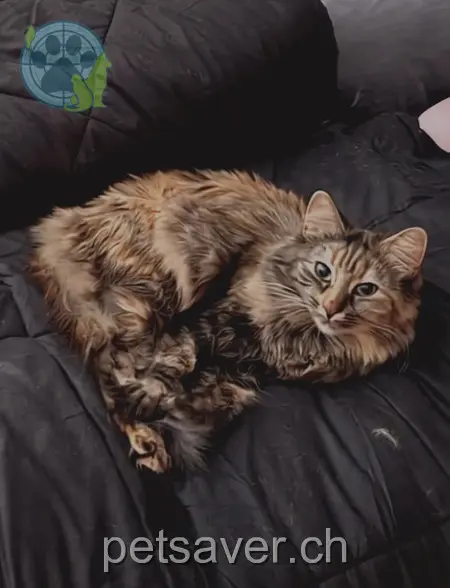 chatte lost 13 Bahnhofstrasse 6110 Wolhusen Murli