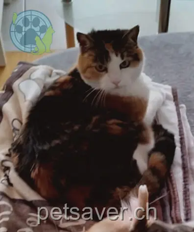 chatte lost 11 Sonnrain 6275 Ballwil Möpsi
