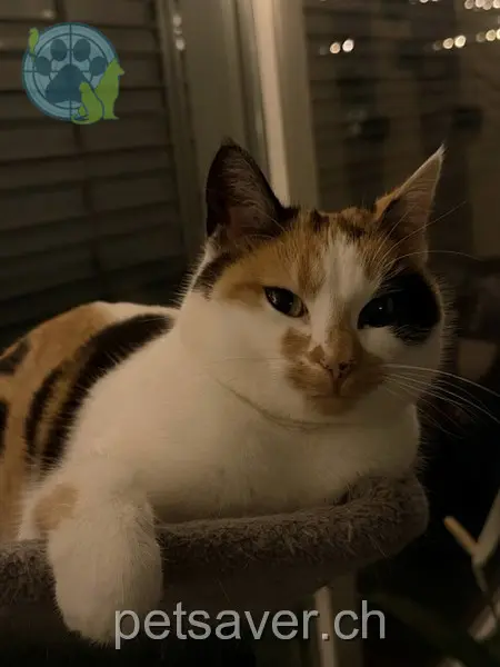 chatte lost 3 Zielacherstrasse 6274 Eschenbach (LU) Nala