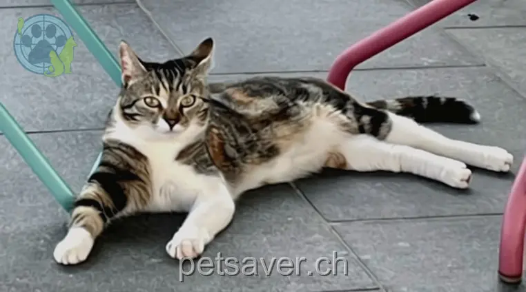 chatte lost 2a Murerhüsli 6214 Schenkon Nelli