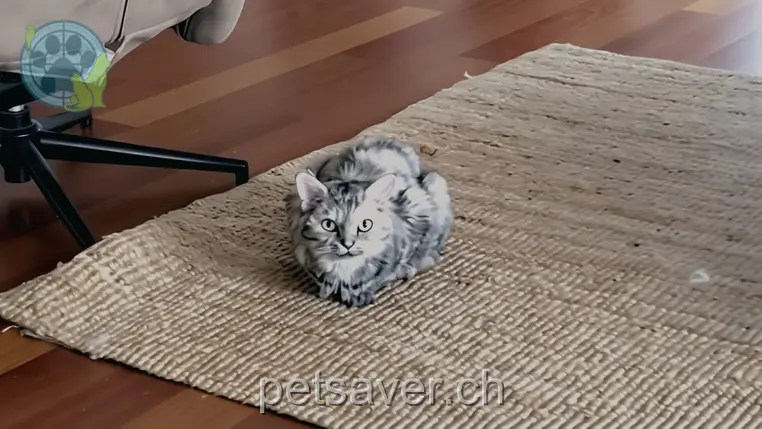 chatte lost 2 Singmatt 6210 Sursee Neva