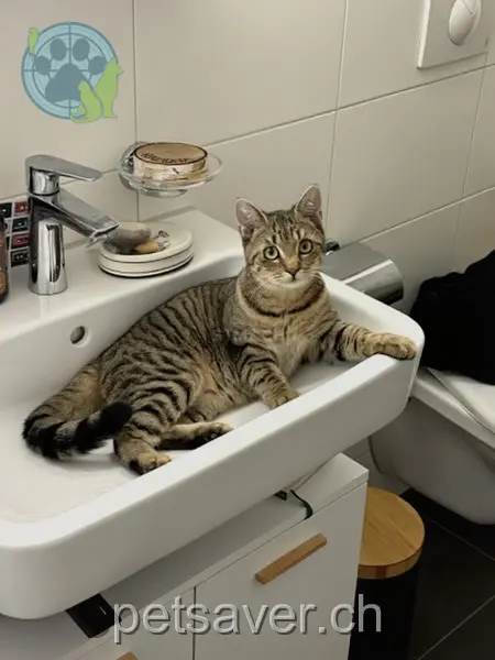 chatte lost 1a Haselmatte 6210 Sursee Paloma