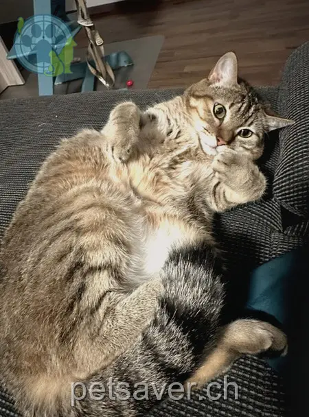 chatte lost 1  6102 Malters Penny