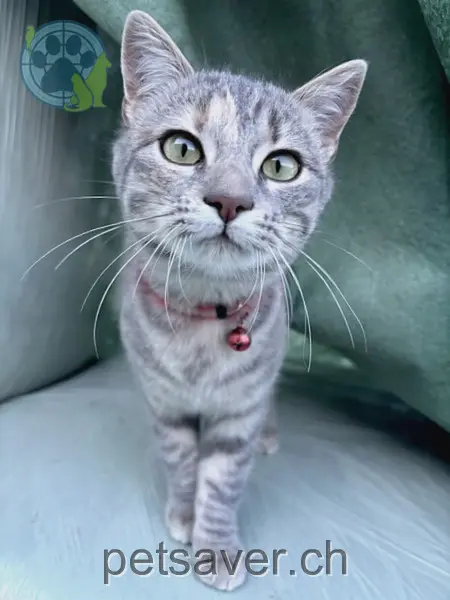 chatte lost 2  6274 Eschenbach (LU) Shila