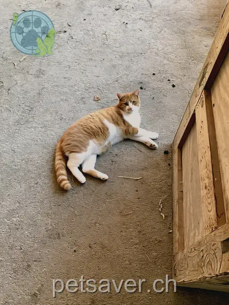 chatte lost  Gibelflühstrasse 6275 Ballwil Sola