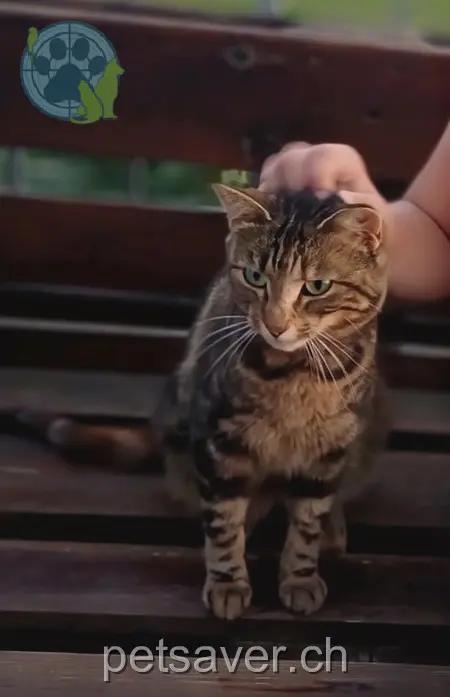 chatte lost 18 Kramisstrasse 6275 Ottenhusen Tigerli